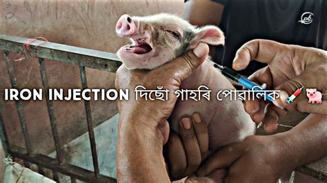 HOW TO ADMINISTER IRON JECTRAN TO A PIGLET .